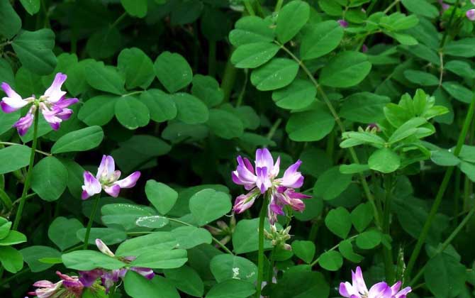 紫云英什么時(shí)候開花? 紫云英