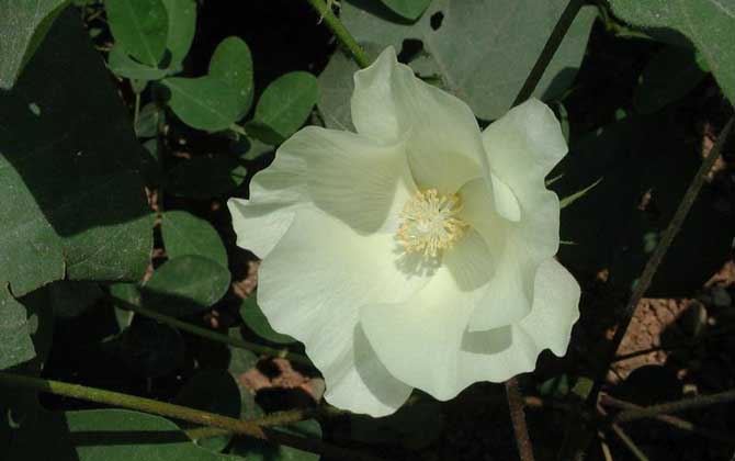 棉花什么時候開花? 棉花