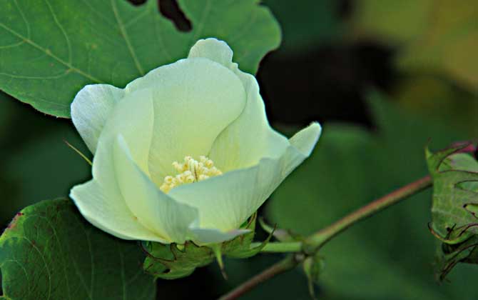 棉花什么時候開花? 棉花