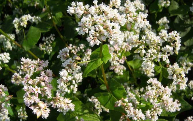 蕎麥?zhǔn)裁磿r候開花? 蕎麥