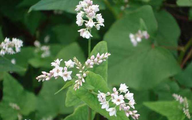 蕎麥?zhǔn)裁磿r候開花? 蕎麥