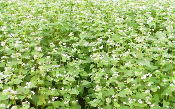 蕎麥?zhǔn)裁磿r候開花? 蕎麥