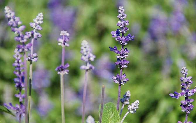 薰衣草什么時候開花? 薰衣草