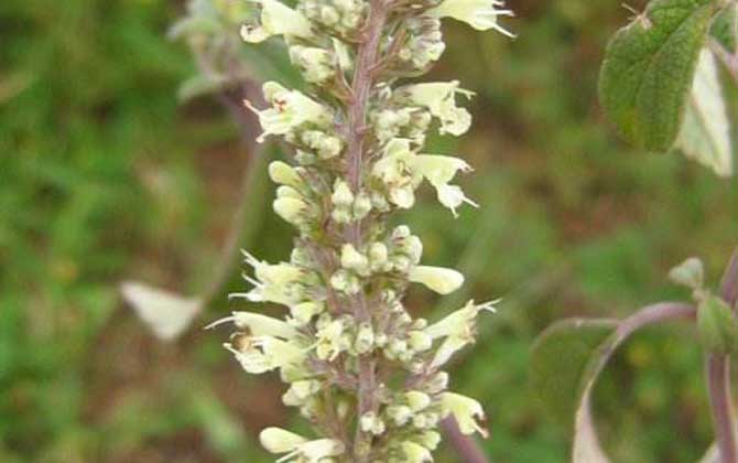 野壩子什么時(shí)候開花? 野壩子