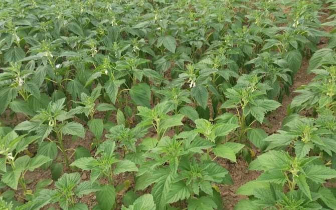 芝麻什么時(shí)候開(kāi)花? 芝麻