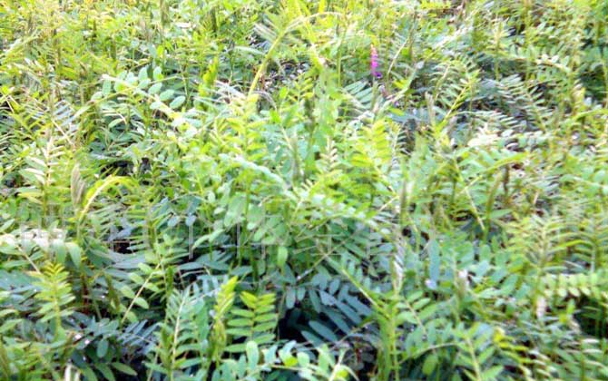 苕子什么時候開花? 苕子