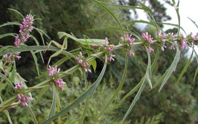 益母草什么時候開花? 益母草