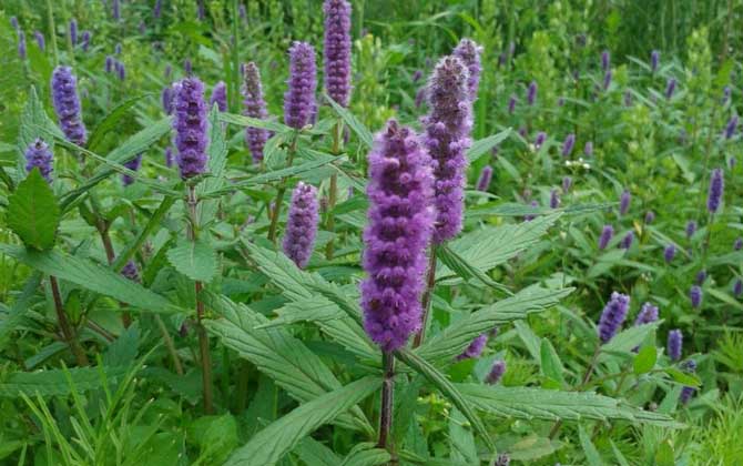 香薷什么時候開花? 香薷