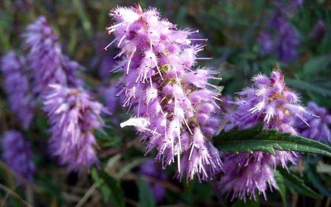 香薷什么時候開花? 香薷
