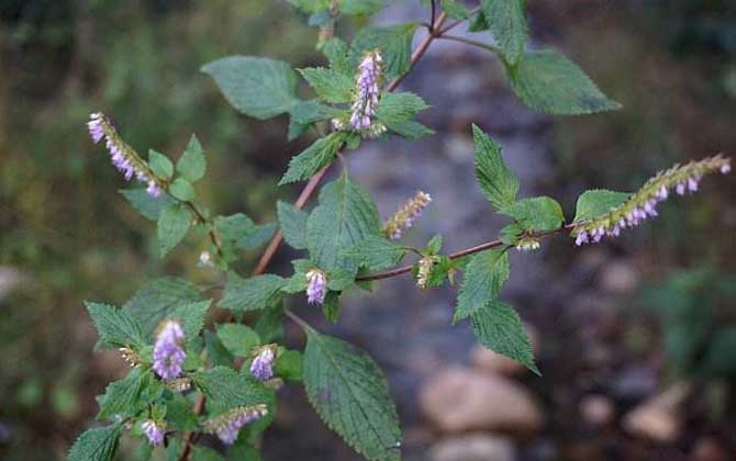 香薷什么時候開花? 香薷