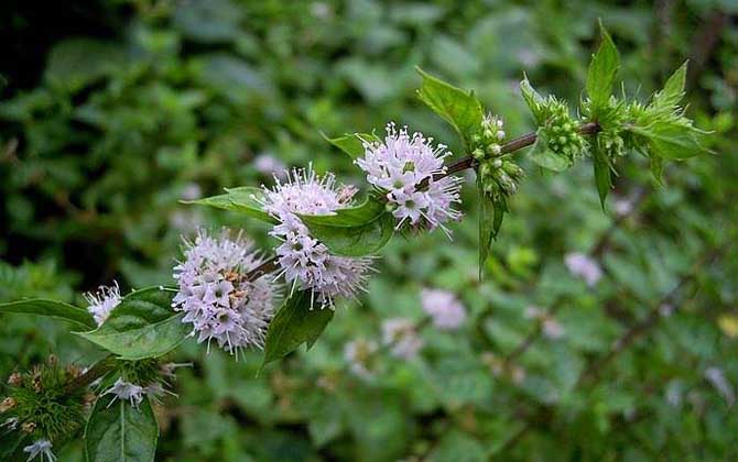 薄荷什么時(shí)候開(kāi)花? 薄荷