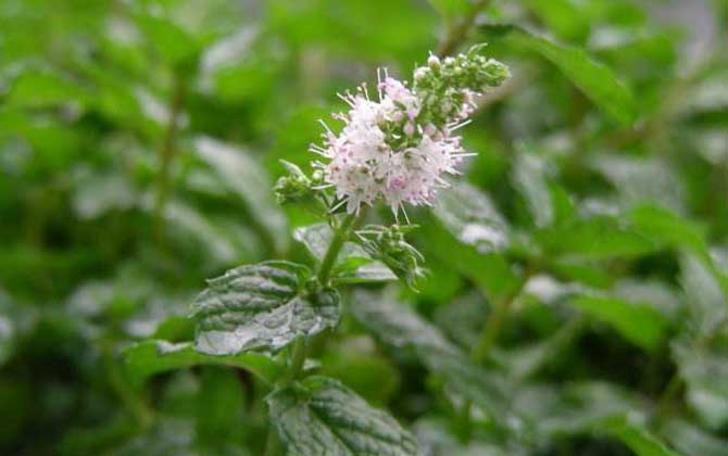 薄荷什么時(shí)候開(kāi)花? 薄荷