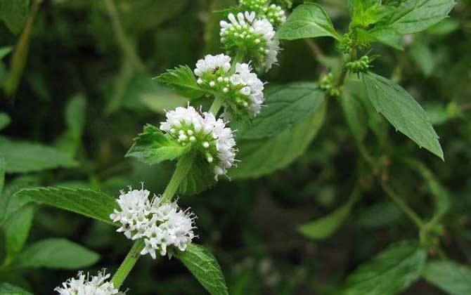 薄荷什么時(shí)候開(kāi)花? 薄荷