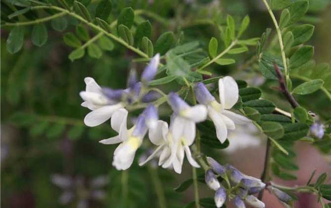 狼牙刺什么時候開花? 狼牙刺