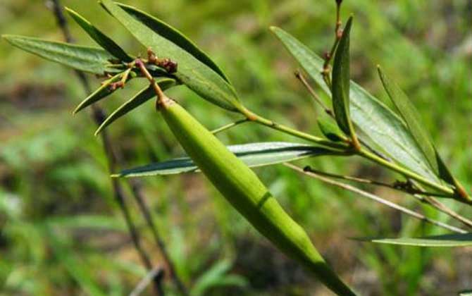 老瓜頭什么時候開花? 老瓜頭