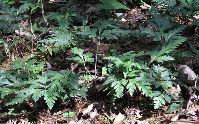 黃連什么時候開花? 黃連