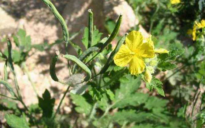 黃連什么時候開花? 黃連