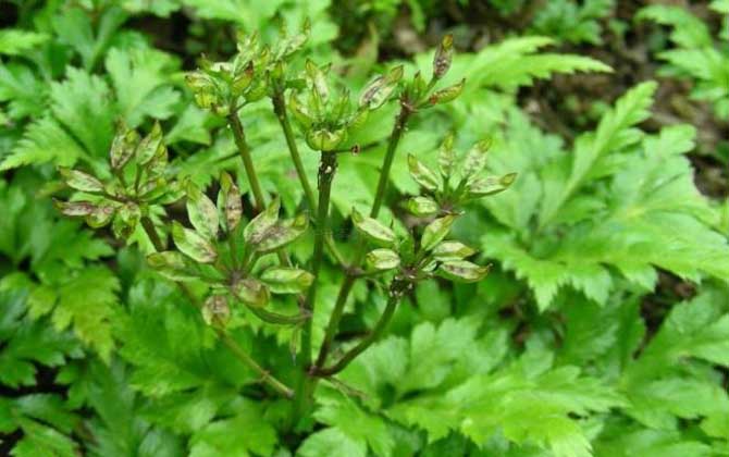 黃連什么時候開花? 黃連