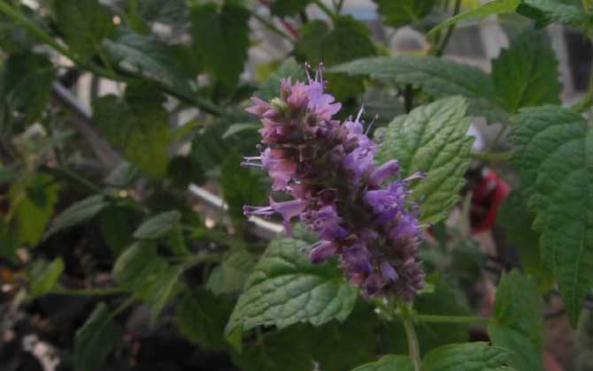 藿香什么時候開花? 藿香