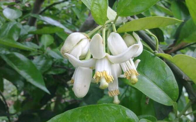 橙樹什么時(shí)候開花? 橙樹
