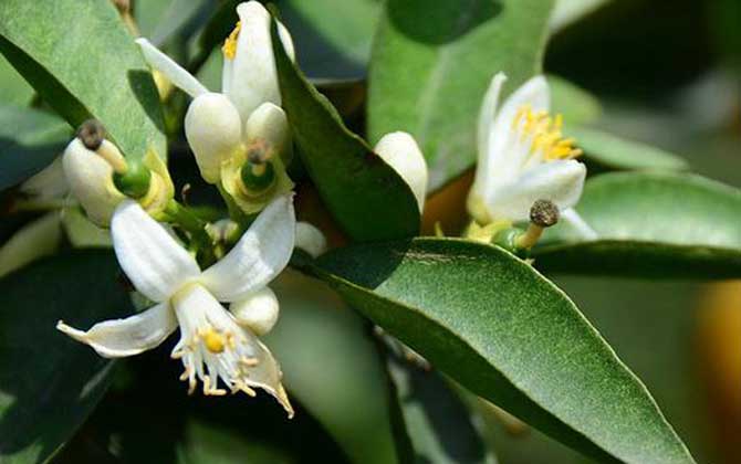 橙樹什么時(shí)候開花? 橙樹