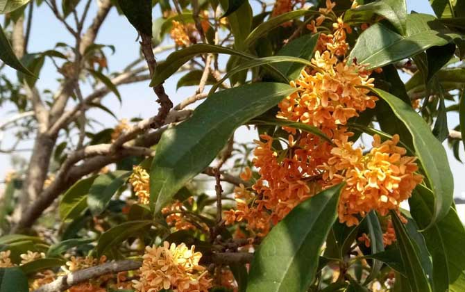 桂花樹(shù)什么時(shí)候開(kāi)花? 桂花