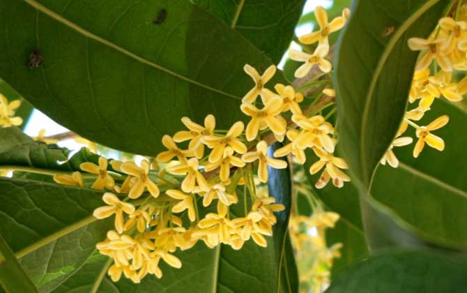 桂花樹(shù)什么時(shí)候開(kāi)花? 桂花