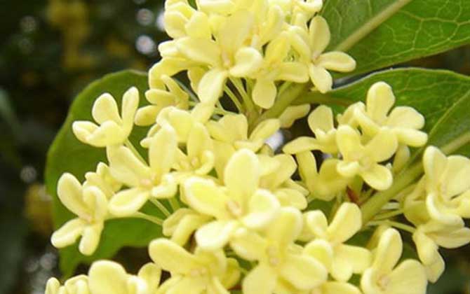 桂花樹(shù)什么時(shí)候開(kāi)花? 桂花