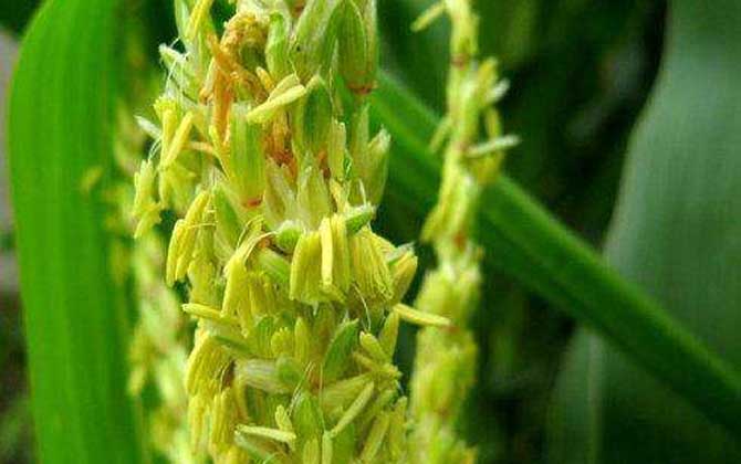 玉米什么時候開花? 玉米開花