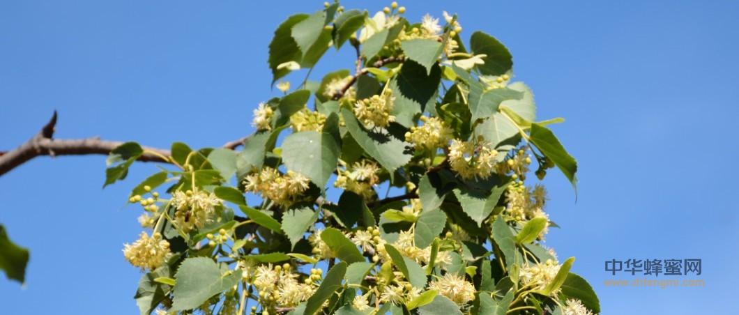 飼養管理|抓好細節,提高產量 飼養管理|抓好細節,提高產量