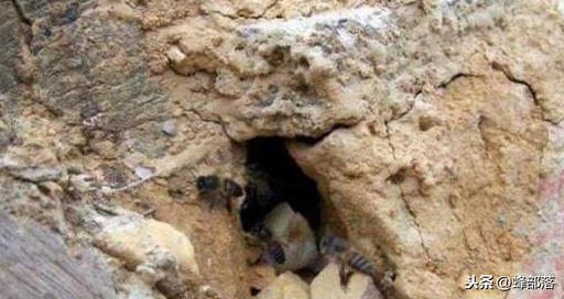 什么時候放誘蜂箱合適？3個關鍵時期，把握好，又是一個大豐收