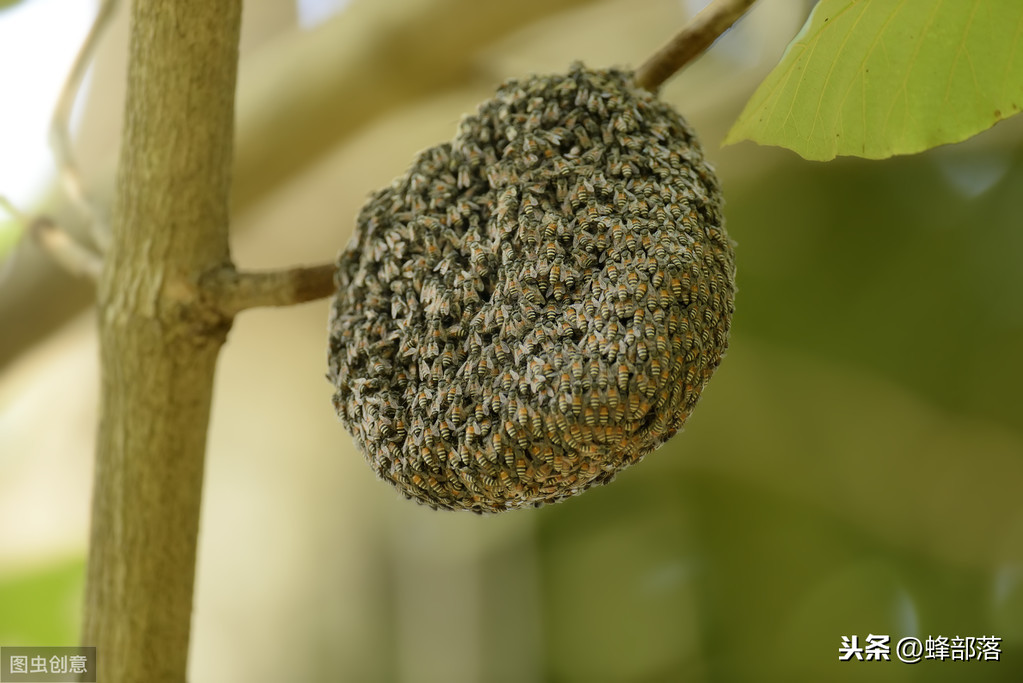 什么時候放誘蜂箱合適？3個關鍵時期，把握好，又是一個大豐收