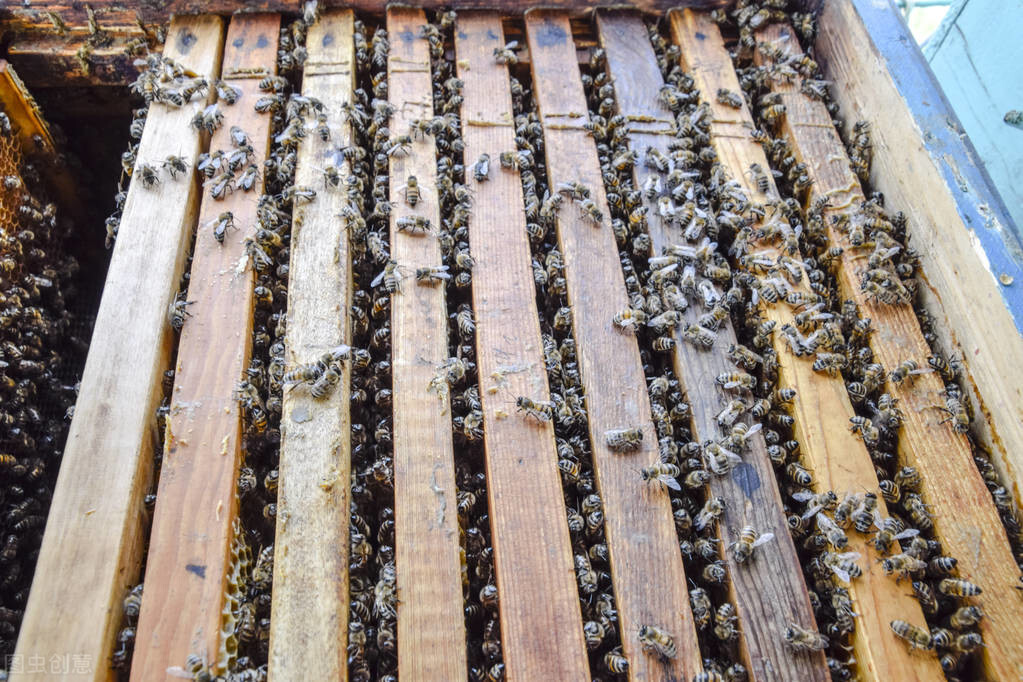 養(yǎng)好蜂群的幾個步驟，蜂群內(nèi)蜜足脾新，再配上一只好蜂王就完美了