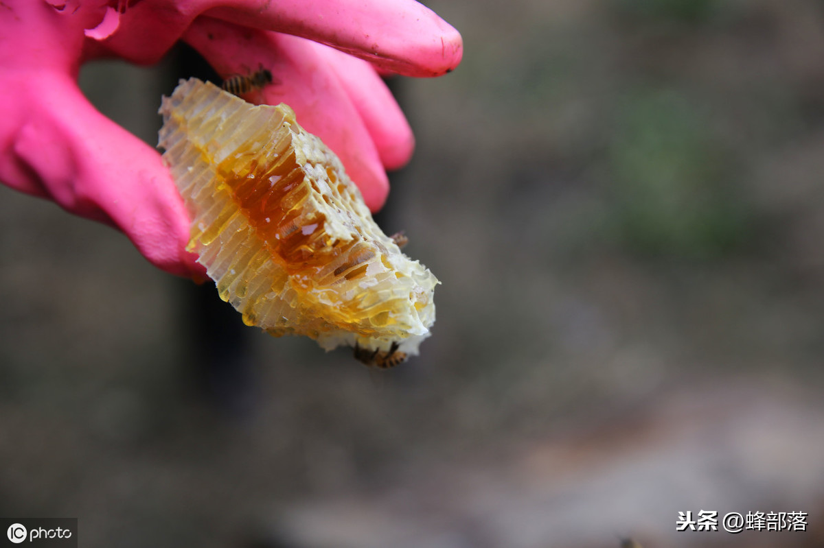 蜜蜂養(yǎng)殖，養(yǎng)殖場蜜蜂多，如何取蜜好？老蜂農(nóng)：3個配合取蜜更好