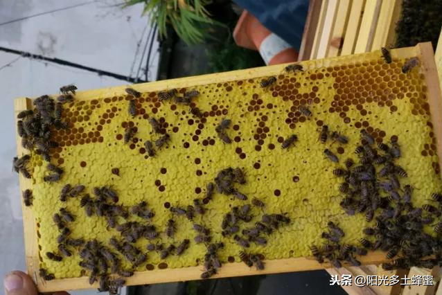 你試過刮脾取蜜嗎？它真的優(yōu)于搖蜜機取蜜嗎？