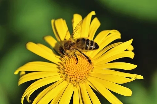 養蜂方法，囚禁蜂王不容易死的方法？囚禁蜂王容易死的原因