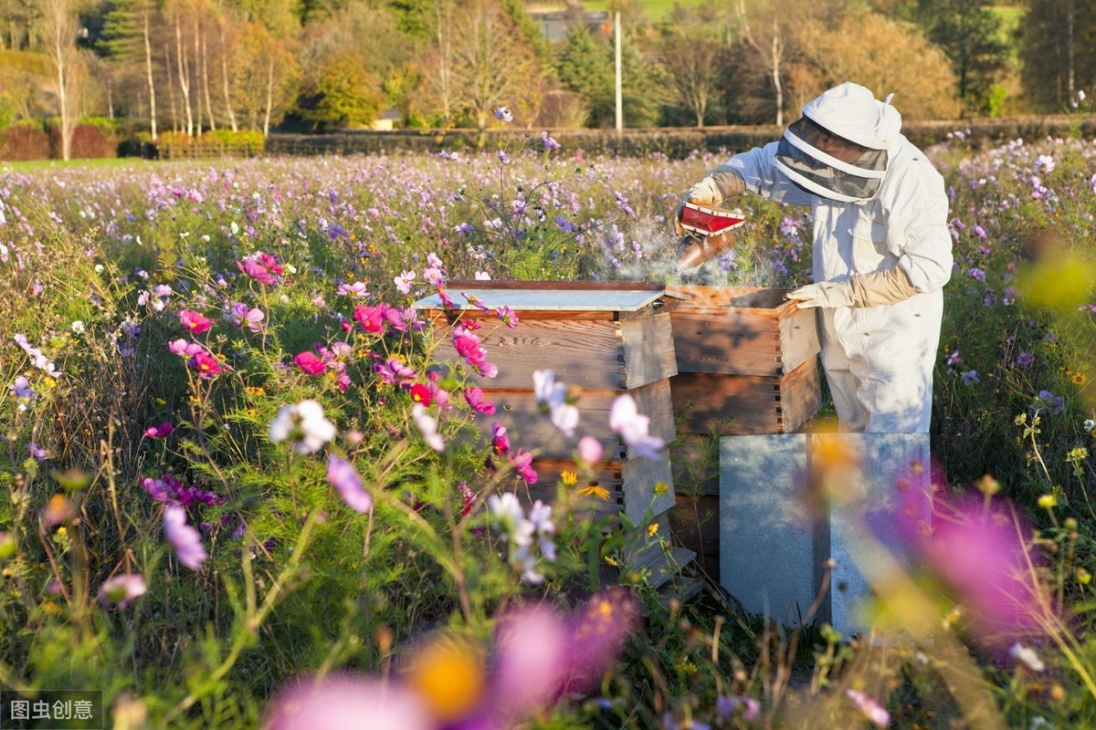 為什么用分區(qū)法能抑制“白堊病”？因此法是以“五不”為管蜂原則