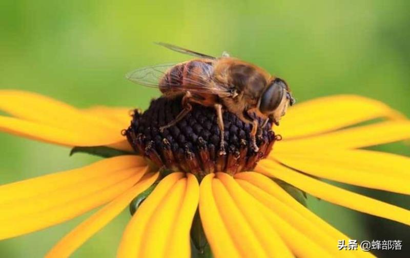 蜜蜂的平均壽命只有30天，為何冬天沒(méi)有沒(méi)花開(kāi)不會(huì)團(tuán)滅？