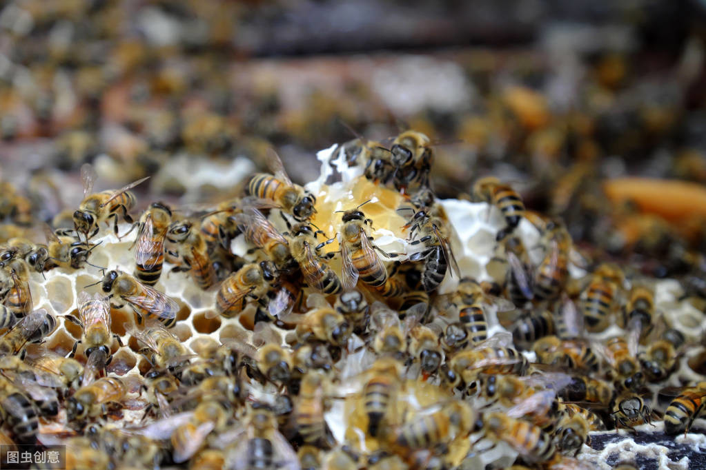 如何養(yǎng)蜜蜂？