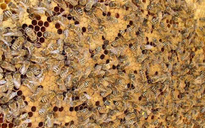 浙農(nóng)大一號意蜂