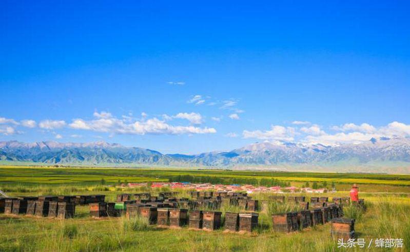 農(nóng)村養(yǎng)蜂補(bǔ)貼怎么拿？能拿到多少？