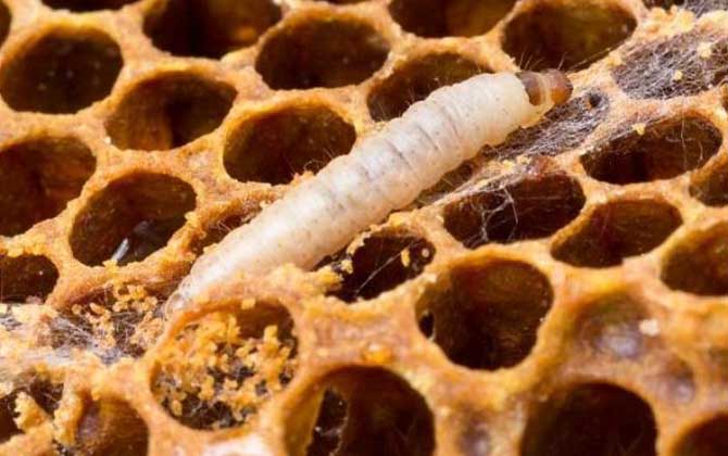 阿壩中蜂易感染什么病（中蜂一般會(huì)得什么病）