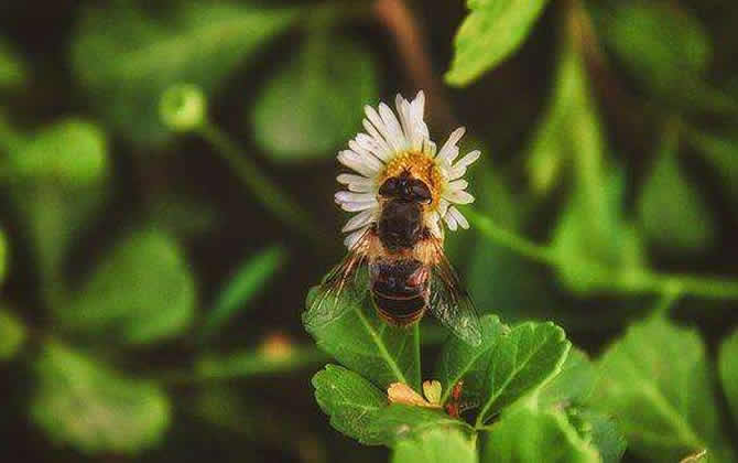蜜蜂養殖如何防止螞蟻？