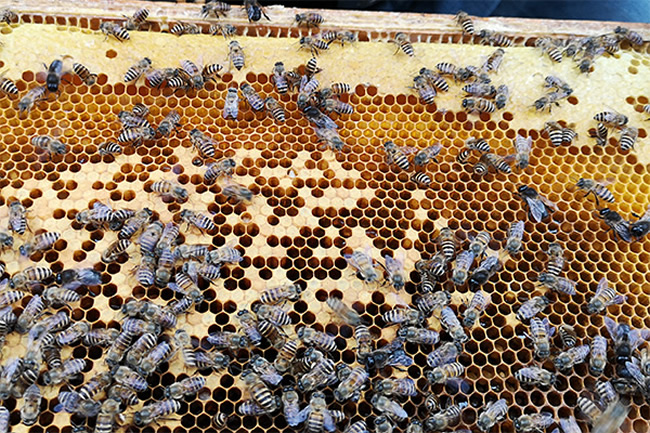 【蜜蜂知識】世界上有多少種蜜蜂? 【蜜蜂知識】世界上有多少種蜜蜂?