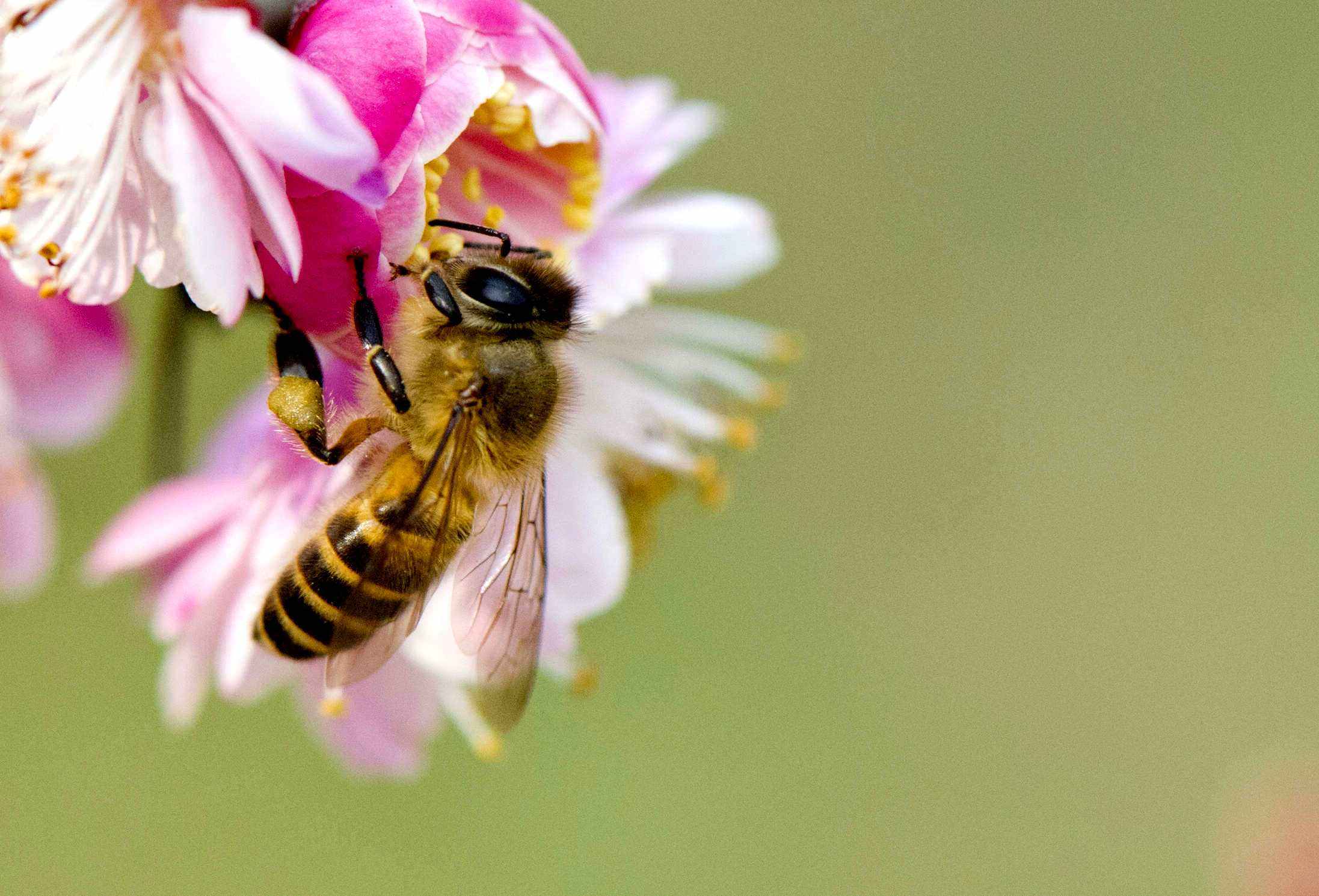 【蜜蜂知識】在自家陽臺如何養好蜜蜂? 在自家陽臺如何養好蜜蜂?