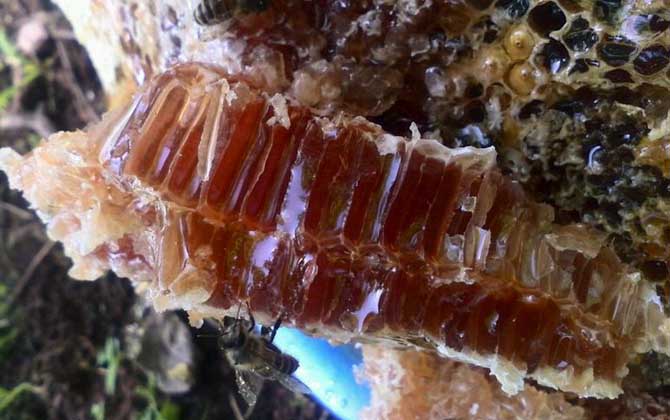 土養(yǎng)蜜蜂取蜜在什么時(shí)候好 土養(yǎng)蜜蜂取蜜在什么時(shí)候好