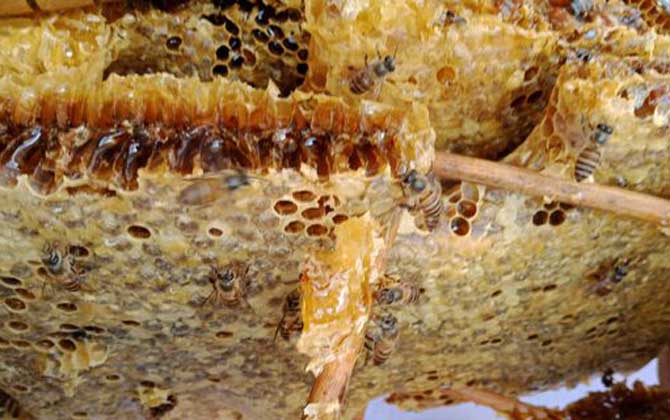 養(yǎng)十箱中蜂一年收入多少錢?(10箱蜂能賺多少錢) 養(yǎng)十箱中蜂一年收入多少錢?(10箱蜂能賺多少錢)