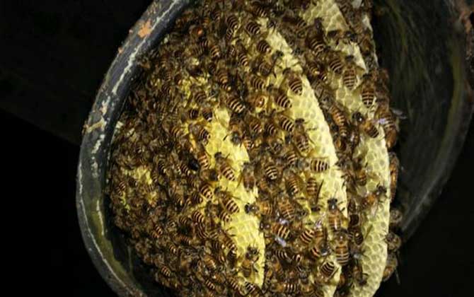 養(yǎng)十箱中蜂一年收入多少錢?(10箱蜂能賺多少錢) 養(yǎng)十箱中蜂一年收入多少錢?(10箱蜂能賺多少錢)