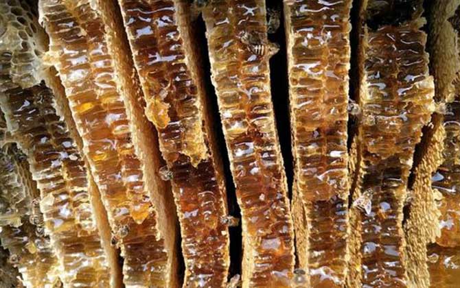 養(yǎng)十箱中蜂一年收入多少錢?(10箱蜂能賺多少錢) 養(yǎng)十箱中蜂一年收入多少錢?(10箱蜂能賺多少錢)