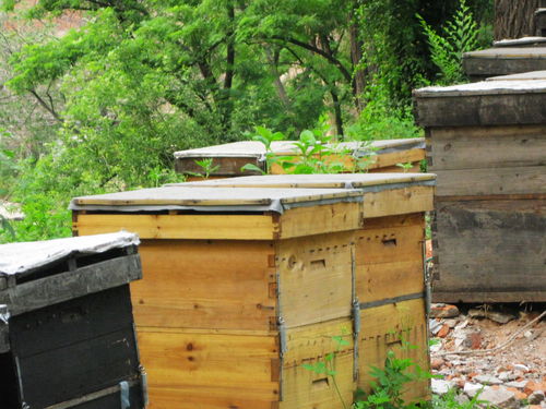 中蜂格子箱如何通風(fēng)(新手格子箱養(yǎng)蜂,怎樣開通風(fēng)口合適) 中蜂格子箱如何通風(fēng)(新手格子箱養(yǎng)蜂,怎樣開通風(fēng)口合適)